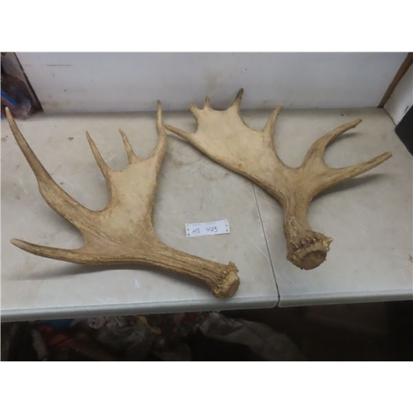 Two Shed Moose Antlers, Largest Measuring Approximately 29" x 26"