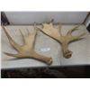 Image 1 : Two Shed Moose Antlers, Largest Measuring Approximately 29" x 26"