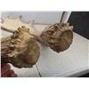Image 2 : Two Shed Moose Antlers, Largest Measuring Approximately 29" x 26"