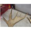 Image 3 : Two Shed Moose Antlers, Largest Measuring Approximately 29" x 26"
