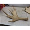 Image 4 : Two Shed Moose Antlers, Largest Measuring Approximately 29" x 26"