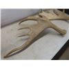 Image 5 : Two Shed Moose Antlers, Largest Measuring Approximately 29" x 26"