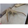 Image 6 : Two Shed Moose Antlers, Largest Measuring Approximately 29" x 26"