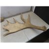 Image 7 : Two Shed Moose Antlers, Largest Measuring Approximately 29" x 26"