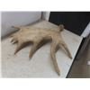 Image 8 : Two Shed Moose Antlers, Largest Measuring Approximately 29" x 26"
