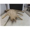 Image 9 : Two Shed Moose Antlers, Largest Measuring Approximately 29" x 26"