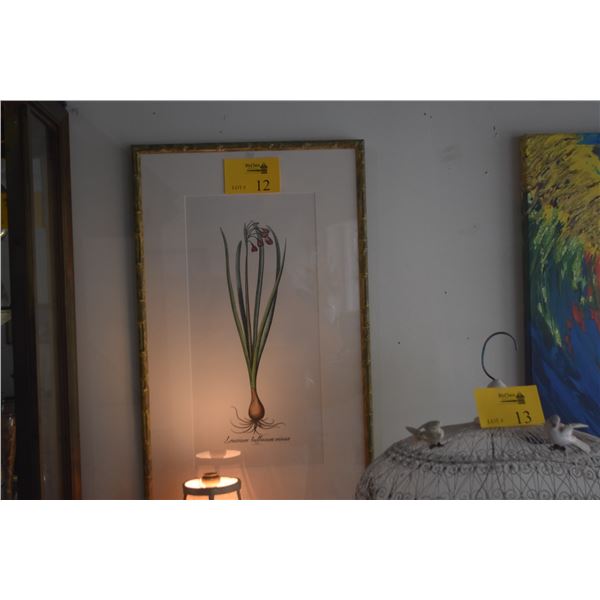 FRAMED BOTANICAL ILLUSTRATION, "LEUCOIUM BULBOSUM MINUS" (17 1/2" X 28 1/2")