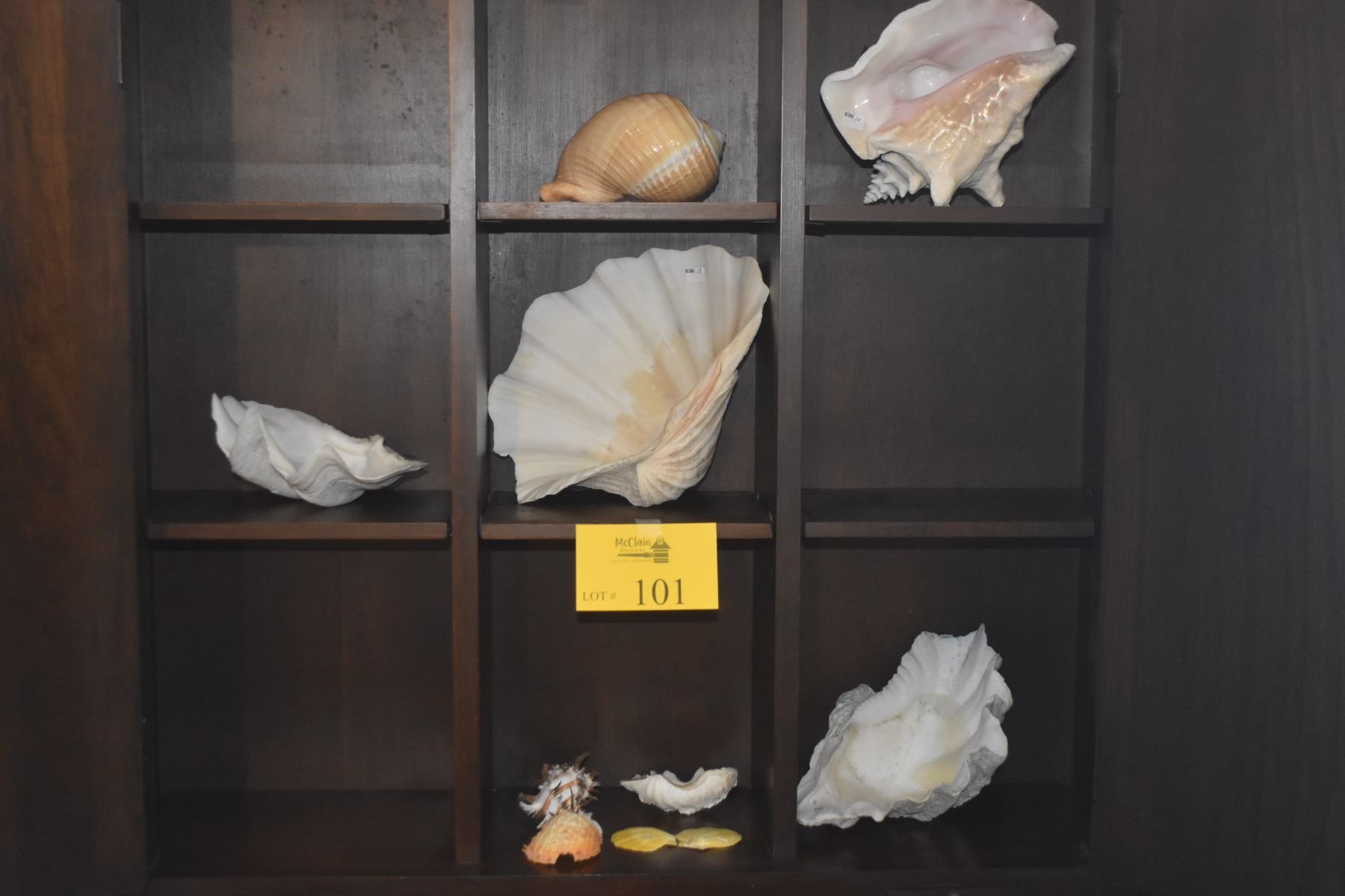 COLLECTION OF SHELLS (10 PCS)
