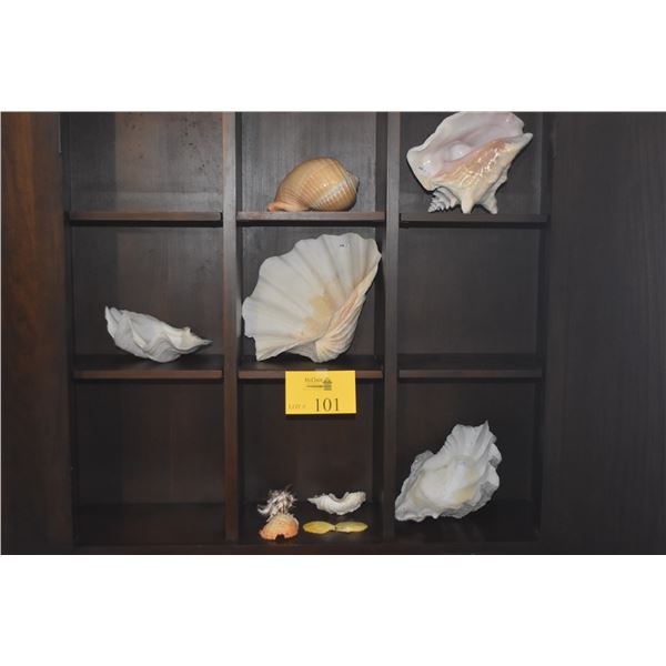 COLLECTION OF SHELLS (10 PCS)