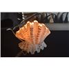 Image 6 : SHELL COLLECTION: LAMP, STRAND & SHELL CASSOLETTE (3 PCS)