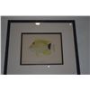 Image 2 : FRAMED LITHOGRAPHS, VARIOUS TROPICAL FISH (16" X 14 1/4") (8 PCS)