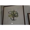 Image 2 : FRAMED BOTANICAL PRINTS (5 PCS)