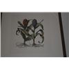 Image 5 : FRAMED BOTANICAL PRINTS (5 PCS)