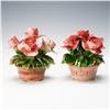 Image 1 : Pair of Capodimonte Hand Painted Porcelain Rose Baskets