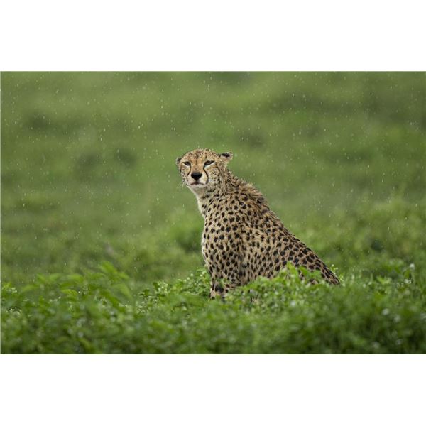 Original African Safari photo