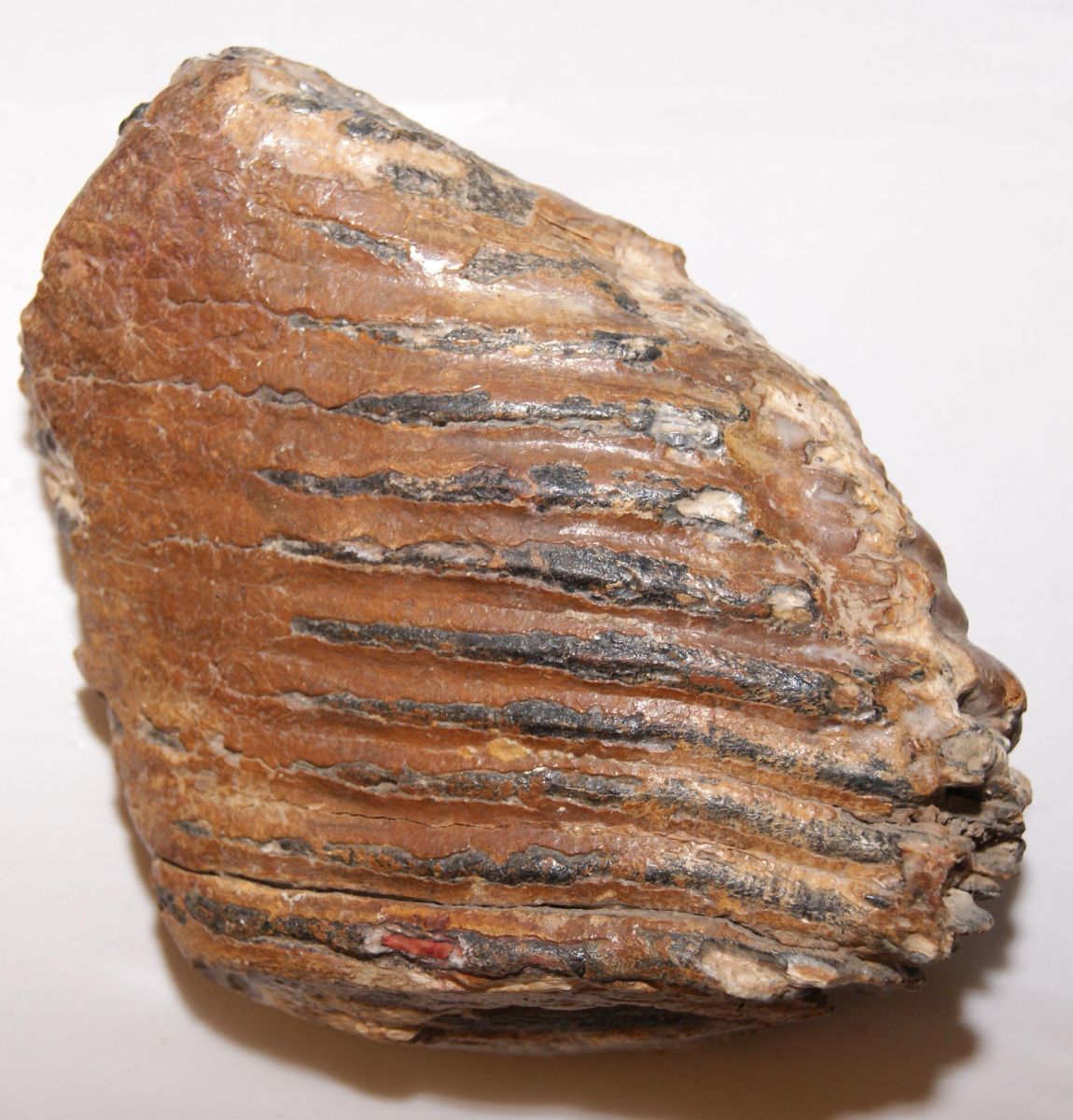 MASTODON TOOTH mastodon-tooth