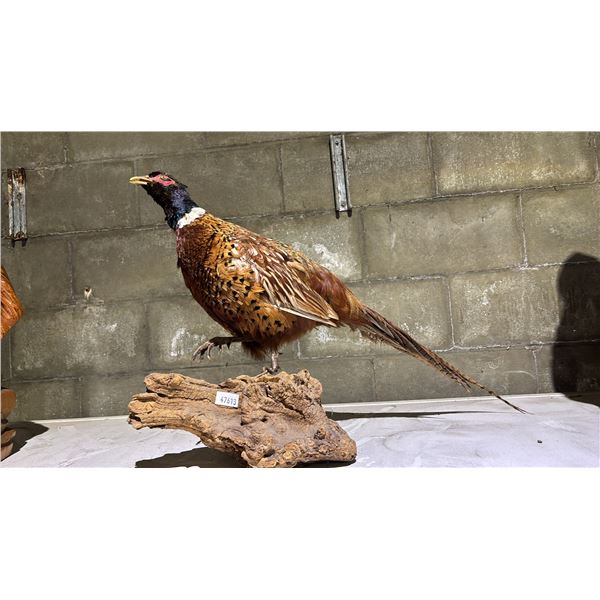 TAXIDERMIED RING-NECKED PHEASANT FULL BODY MOUNT