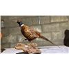 Image 1 : TAXIDERMIED RING-NECKED PHEASANT FULL BODY MOUNT
