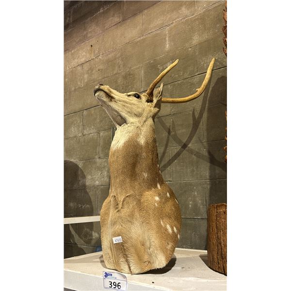 TAXIDERMIED AXIS DEER SHOULDER MOUNT