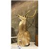 Image 1 : TAXIDERMIED AXIS DEER SHOULDER MOUNT