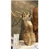 Image 2 : TAXIDERMIED AXIS DEER SHOULDER MOUNT