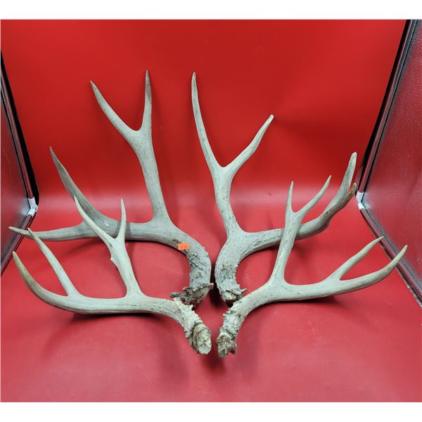 2 Pairs of Deer Antlers