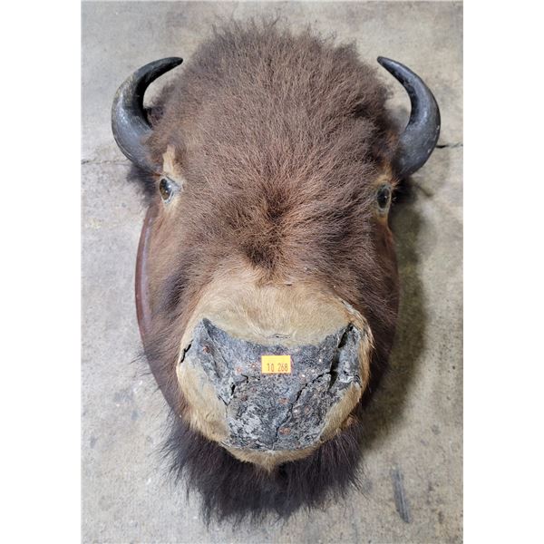 VTG Taxidermy Bison Mount