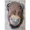 Image 1 : VTG Taxidermy Bison Mount