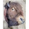 Image 2 : VTG Taxidermy Bison Mount