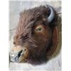 Image 3 : VTG Taxidermy Bison Mount