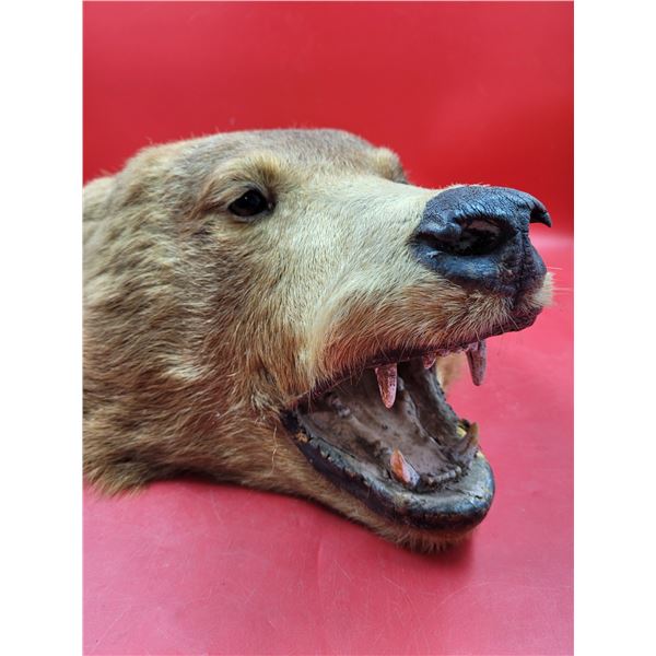 VTG Brown Bear Taxidermy