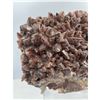 Image 5 : 10 X 8 INCH  5 KG DOG THOOT CHOCOLATE CALICTE SPECIMEN