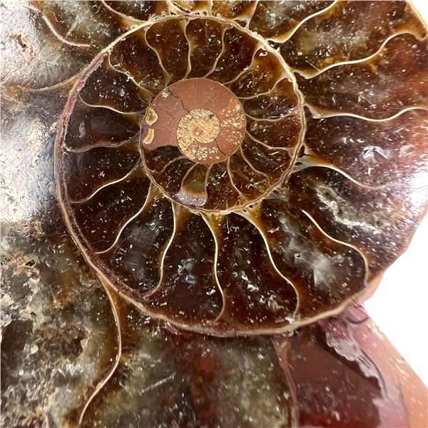 Ammonites 2.3 inch