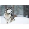Image 6 : Winter Wonderland Escape: Igloos, Northern Lights, & Adventure