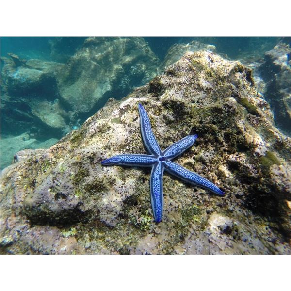 Explore the Galápagos