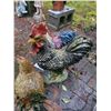 Image 4 : Roosters B