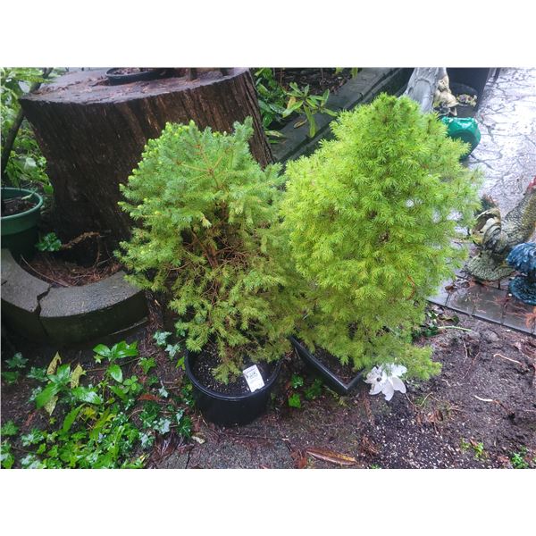 Potted Albera SpruceTrees B