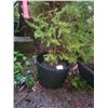 Image 3 : Potted Albera SpruceTrees B