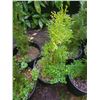 Image 2 : Emeral Cedars B