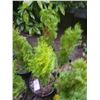 Image 3 : Emeral Cedars B