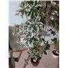 Image 3 : Faux Trees A