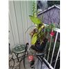Image 2 : Outdoor Side Tables, Plant A