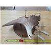 Image 1 : Carved eagle out of moose horn- 25"L by 9"H