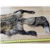 Image 3 : Fox fur pelt- 48"L