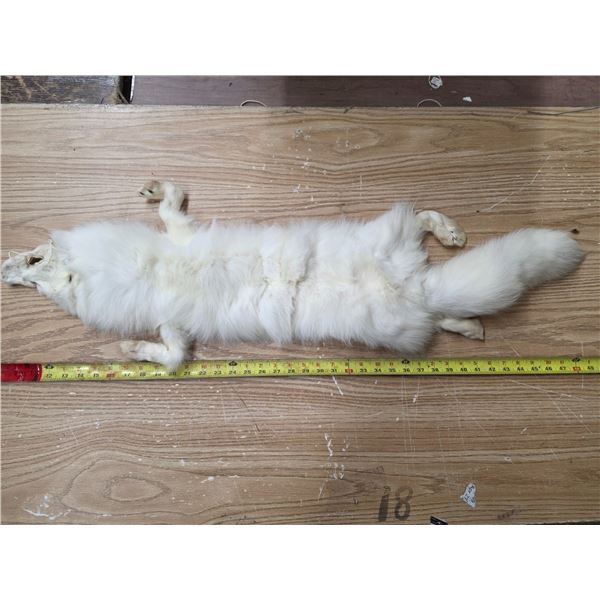 White fox fur pelt- 40"L