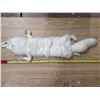 Image 1 : White fox fur pelt- 40"L