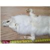 Image 2 : White fox fur pelt- 40"L