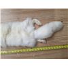 Image 3 : White fox fur pelt- 40"L