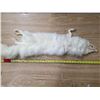 Image 4 : White fox fur pelt- 40"L