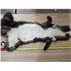 Image 4 : Animal pelt- 48"L